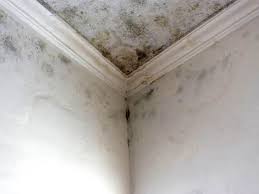 Why You Should Choose Our Mold Remediation Services in Mount Healthy, OH