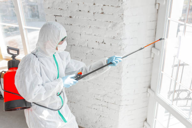 Trusted Mount Healthy, OH Mold Removal Experts